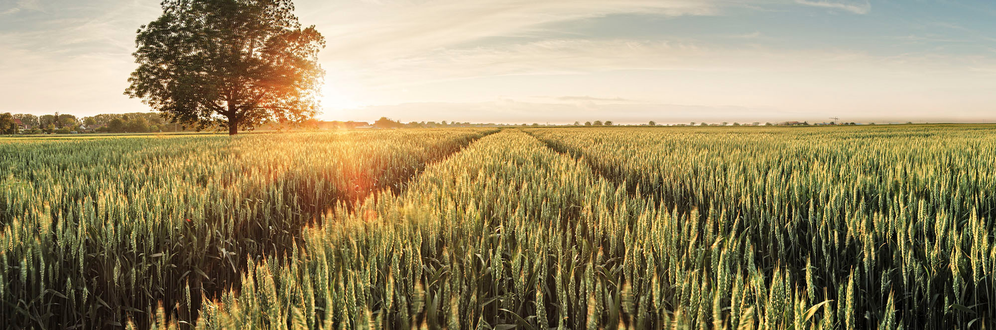 Compag Handels GmbH – Alternative Nutzung von Rohstoffen und Beiprodukten